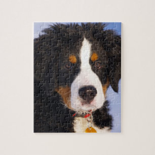 Niedliches Bernese Gebirgshundewelpen-Bild Puzzle