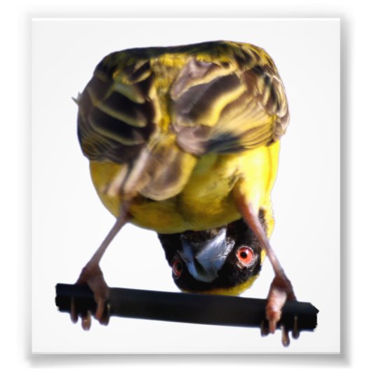 Niedliches Birdie-Foto (Satin) Fotodruck (Vorne)