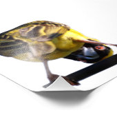 Niedliches Birdie-Foto (Satin) Fotodruck (Ecke)