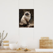 Niedliches Birman Cat Art Print Poster (Küche)