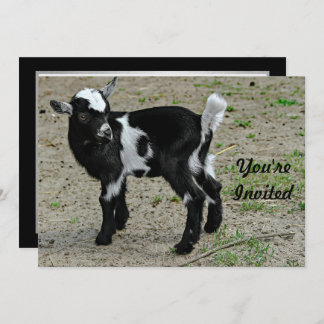 Niedliches Black and White Baby Goat Foto Geburtst Einladung
