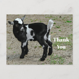 Niedliches Black and White Baby Goat Foto Vielen D Postkarte