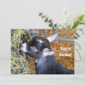 Niedliches Black Baby Goat Eating Hay Foto Einladung (Stehend Vorderseite)