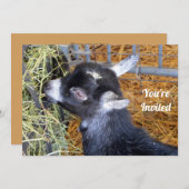 Niedliches Black Baby Goat Eating Hay Foto Einladung (Vorne/Hinten)