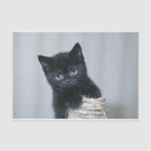 Niedliches Black Kitten Twine Foto