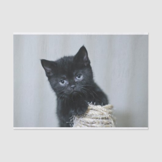 Niedliches Black Kitten Twine Foto Seidenpapier (Vorderseite)