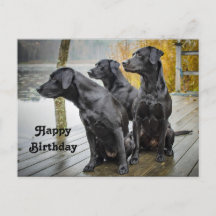 Niedliches Black Lab Dock Foto Geburtstag