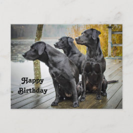 Niedliches Black Lab Dock Foto Geburtstag Postkarte