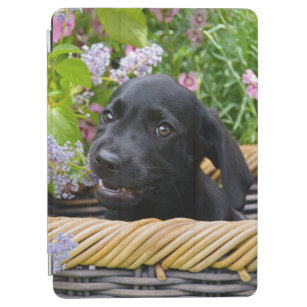 Niedliches Black Labrador Retriever Dog Puppy Pet  iPad Air Hülle