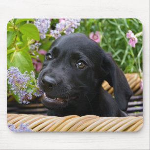 Niedliches Black Labrador Retriever Dog Puppy Pet  Mousepad