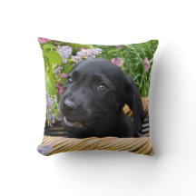 Niedliches Black Labrador Retriever Doppy Pet Foto
