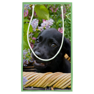 Niedliches Black Labrador Retriever Doppy Pet Foto Kleine Geschenktüte