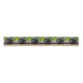 Niedliches Black Labrador Retriever Doppy Pet Foto Ripsband (Vorderseite)