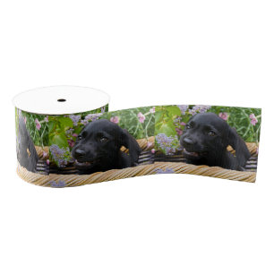 Niedliches Black Labrador Retriever Doppy Pet Foto Ripsband