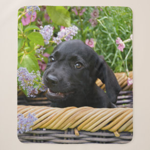 Niedliches Black Labrador Retriever Doppy Puppy Fo Sherpadecke