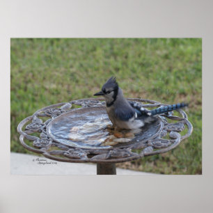 Niedliches Blue Jay Bird Baden Spiegeland Poster