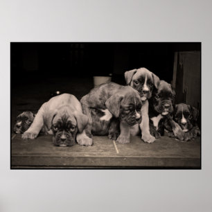 Niedliches Boxer-Welpen-Plakat Poster