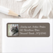 Niedliches britisches Long Hair Kitten Rücksendead (Insitu)