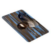 Niedliches Büffelköpfchen in sonnenbeleuchteten Ge Magnet (Rechte Seite)