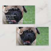 Niedliches Bullmastiff Visitenkarte (Vorne/Hinten)