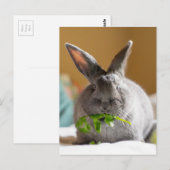 Niedliches Bunny Rabbit Eating Veggies Postkarte (Vorne/Hinten)