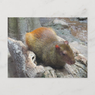 Niedliches Capybara Postkarte