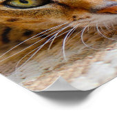 Niedliches Cat Nah-up kleines Poster (Ecke)