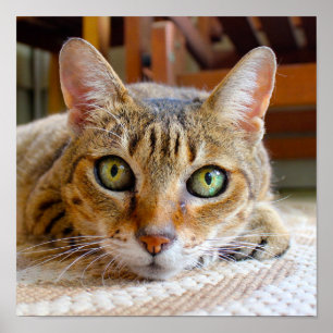 Niedliches Cat Nah-up kleines Poster