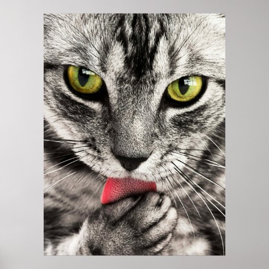 Niedliches Cat Portrait Poster (Vorne)