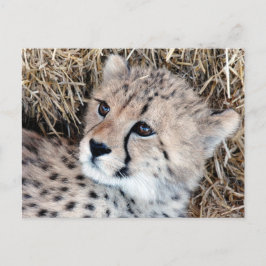 Niedliches Cheetah Cub Foto Postkarte