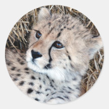 Niedliches Cheetah Cub Foto
