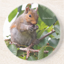 Niedliches Cherry Picking Eastern Gray Eichhörnche Getränkeuntersetzer