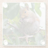 Niedliches Cherry Picking Eastern Gray Eichhörnche Glasuntersetzer (Rückseite)