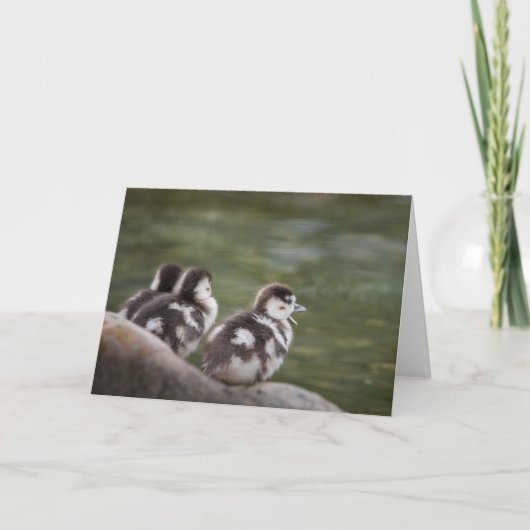 Niedliches Chicks Naturschutzgebiet Foto Karte (Vorderseite)