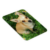 Niedliches Chihuahua auf der Graswiese Magnet (Rechte Seite)