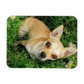 Niedliches Chihuahua auf der Graswiese Magnet (Horizontal)