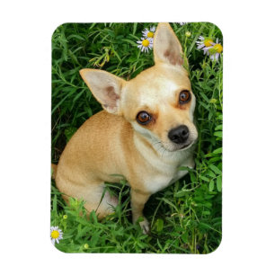 Niedliches Chihuahua auf der Graswiese Magnet