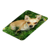 Niedliches Chihuahua auf der Graswiese Magnet (Linke Seite)