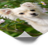 Niedliches Chihuahua Dog Welpe Foto - Poster (Ecke)