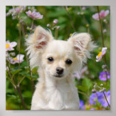 Niedliches Chihuahua Dog Welpe Foto - Poster (Vorne)