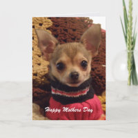 Niedliches Chihuahua: Muttertagskarte