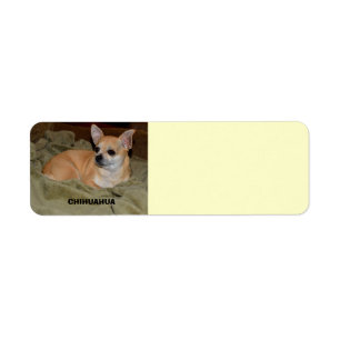 Niedliches Chihuahua-Stillstehen
