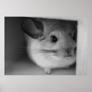 Niedliches Chinchilla Poster