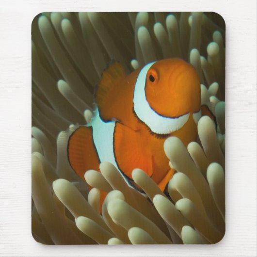 Niedliches Clownfish Great Barrier Reef Mousepad (Vorne)