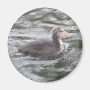 Niedliches Coot Chick auf Choppy Waters Magnet