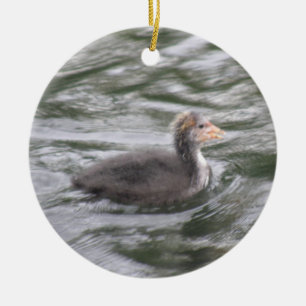 Niedliches Coot Chick auf Choppy Waters Ornament