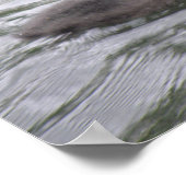 Niedliches Coot Chick auf Choppy Waters Poster (Ecke)