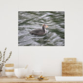 Niedliches Coot Chick auf Choppy Waters Poster (Küche)