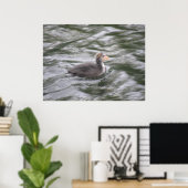 Niedliches Coot Chick auf Choppy Waters Poster (Heimbüro)