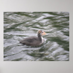 Niedliches Coot Chick auf Choppy Waters Poster